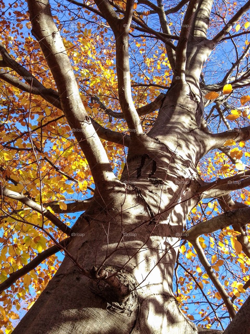 Autumn tree - looking up