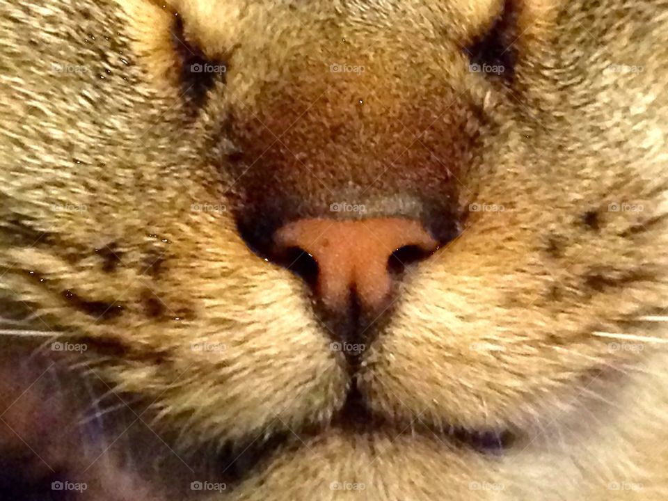 Snoozing kitty
