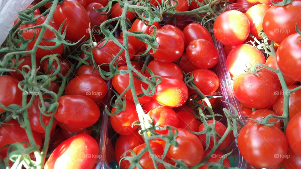 fields tomatoes