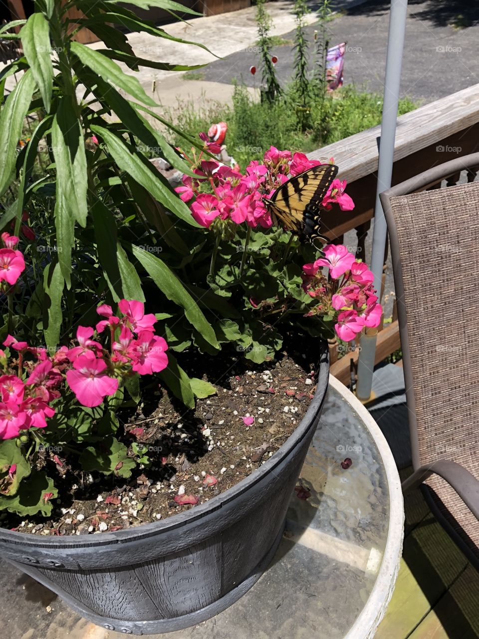 God’s creature great or small