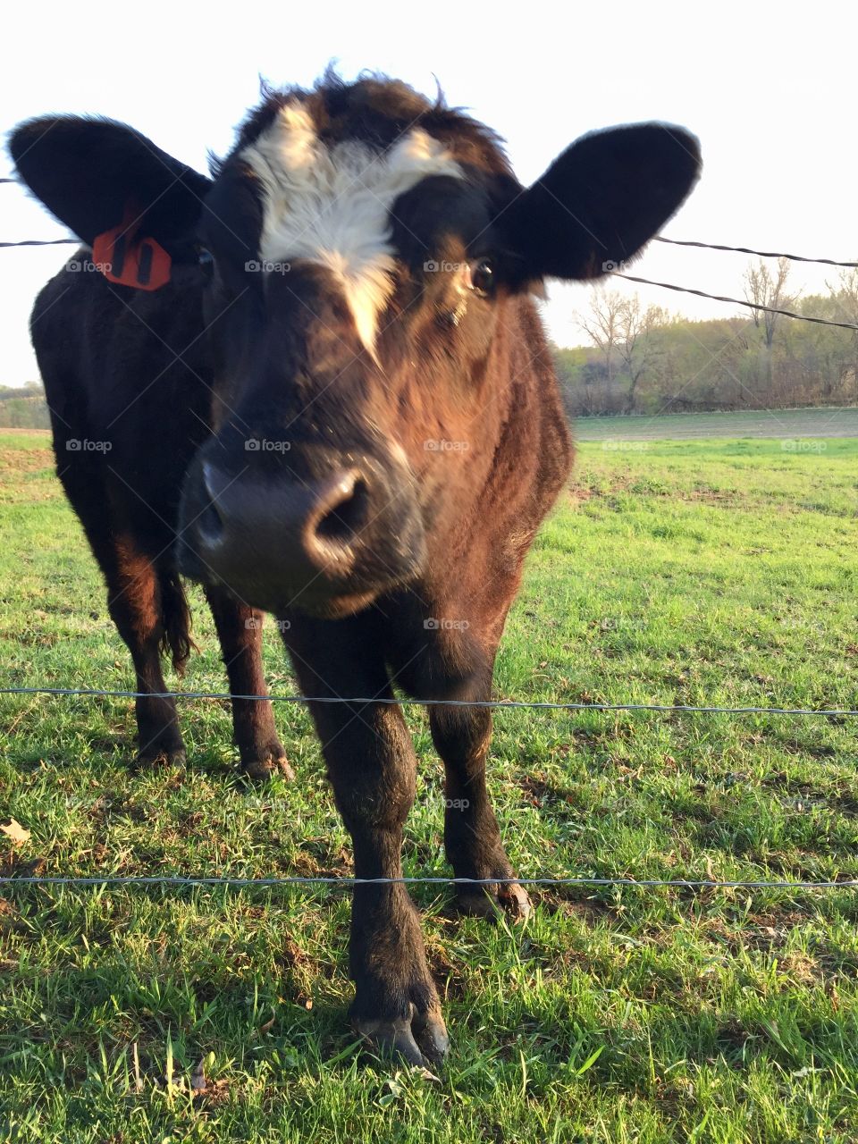 A brown steer with a white blaze pokes his head through a wire fence next to a grassy pasture 