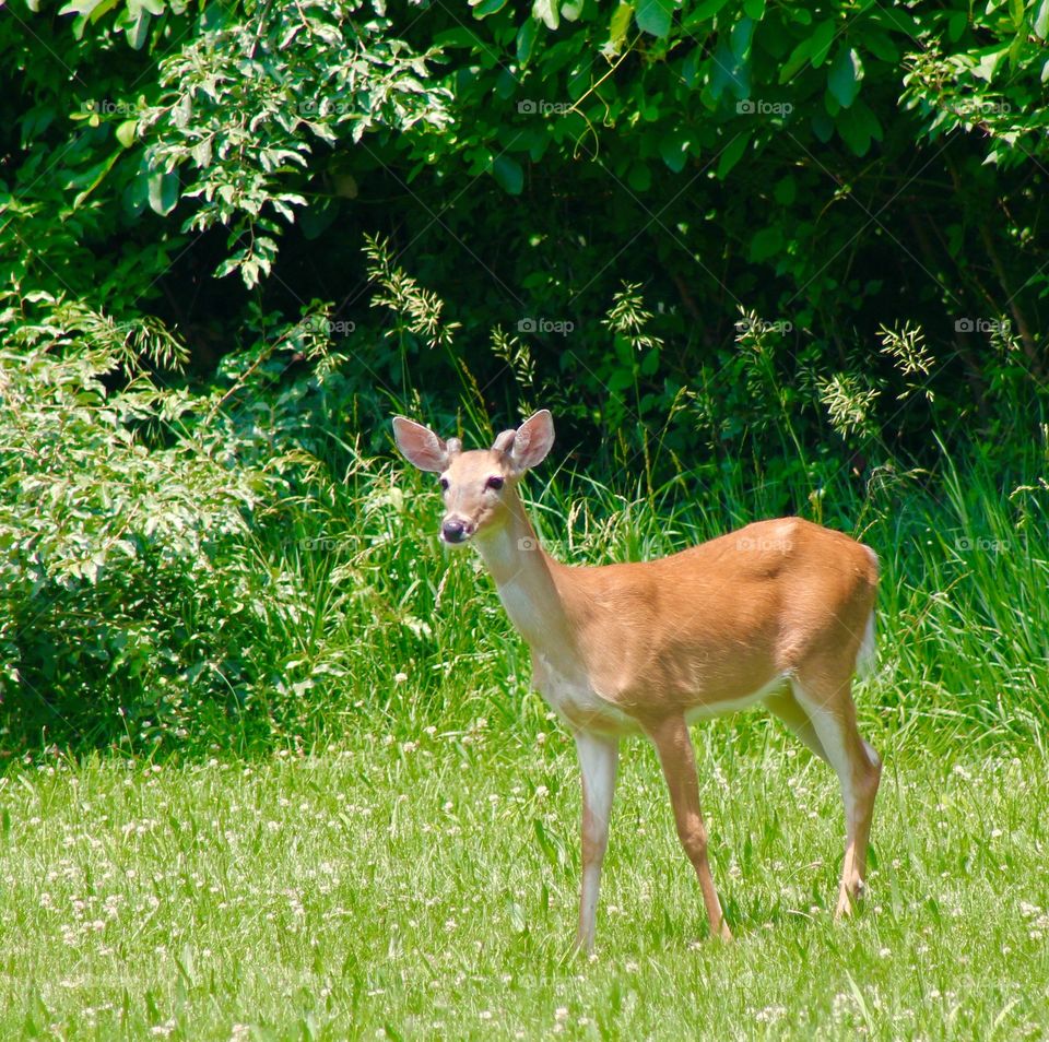 View of deer standing on grass