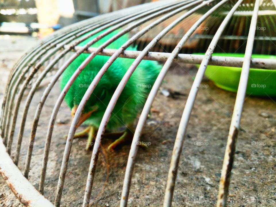 Imprisoned green chick.