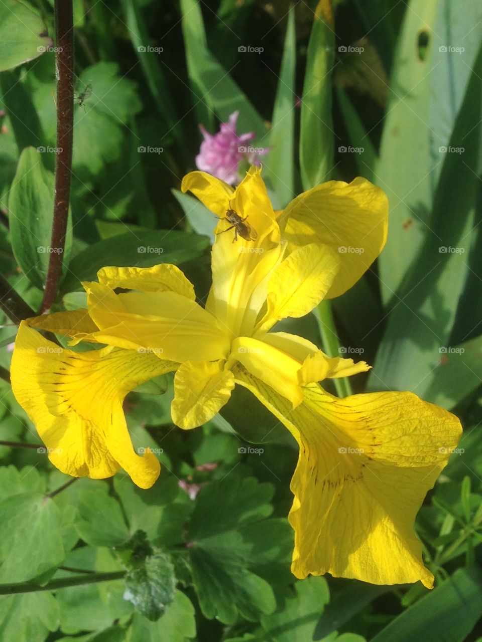 Yellow iris