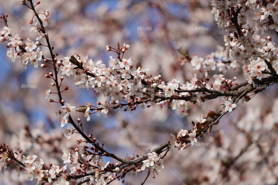 Cherry blossoms in early spring 