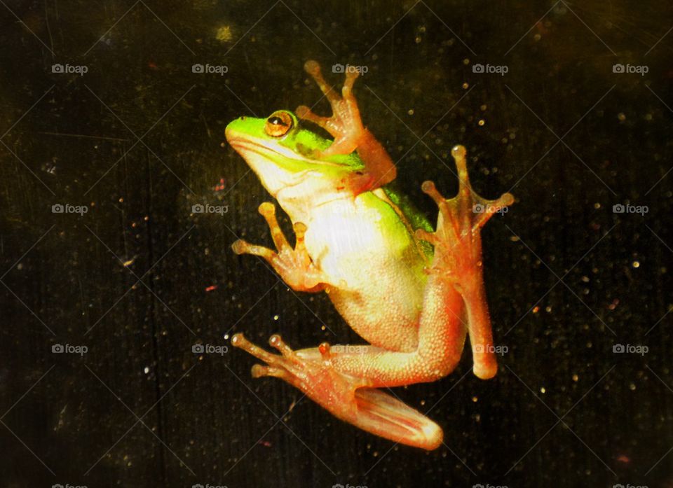 Frog 2