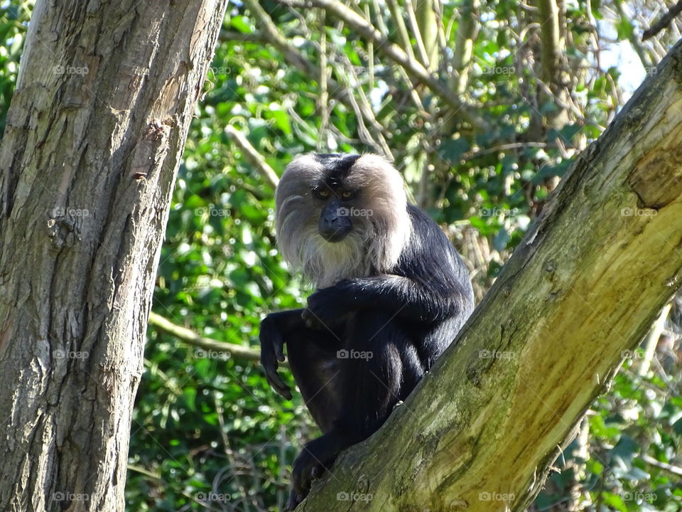 Monkey sitting in a tree