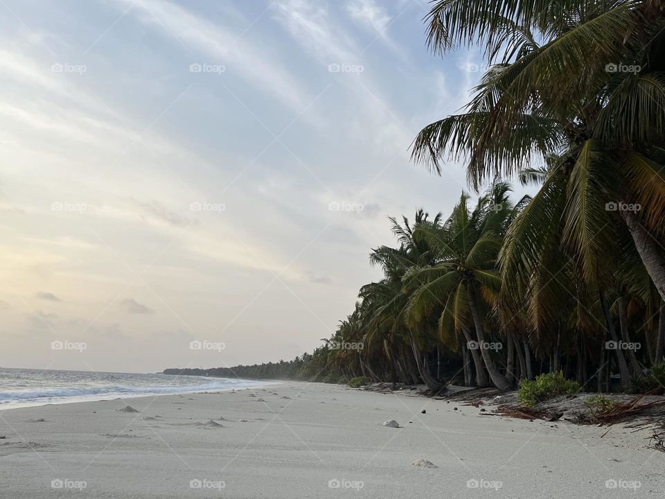The tree line of Fuvahmulah. Beautifully arranged coconut trees create them. The white sandy beach is unique here. The island of Gnaviyani Fuvahmulah is said to be one of the most attractive islands in the Maldives.