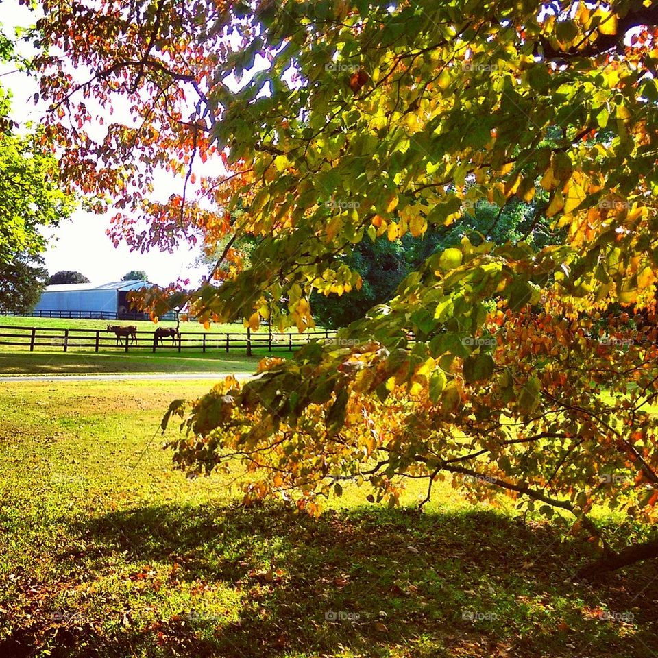 Autumn in Kentucky 