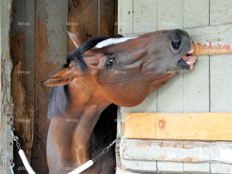 Hungry Horse. Saratoga Race Course est. 1864, this thoroughbred is chewing on the oldest stall which dates back to 1845.
Fleetphoto