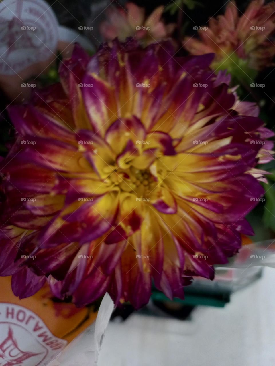 A Dália é uma flor que desperta fascínio e curiosidade, pois não  ocorre naturalmente na natureza, sendo uma criação  humana