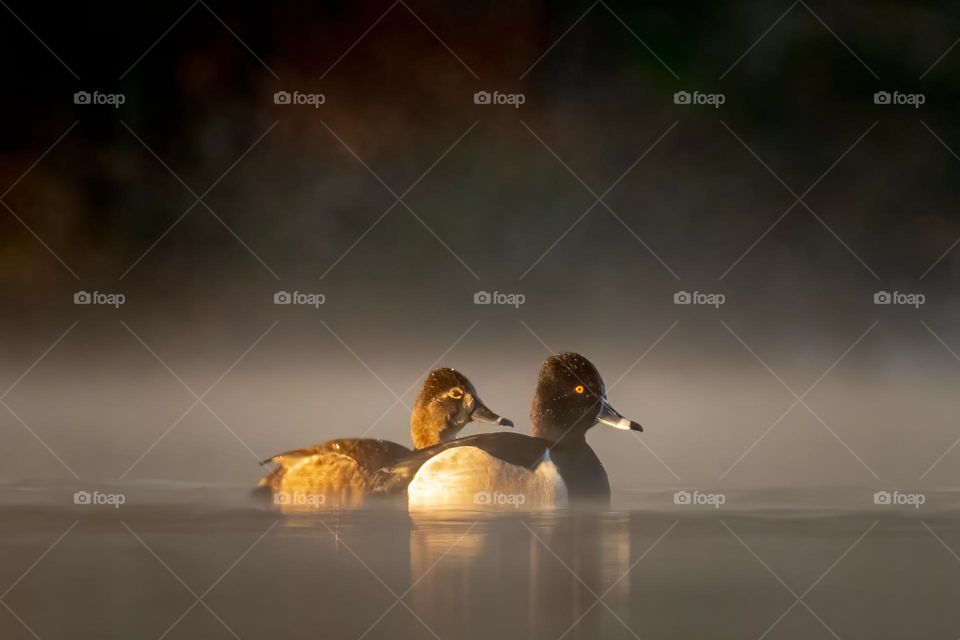 A ring-necked duck (Aythya collaris) couple enjoy one another’s company on a peaceful foggy morning. Garner, North Carolina. 