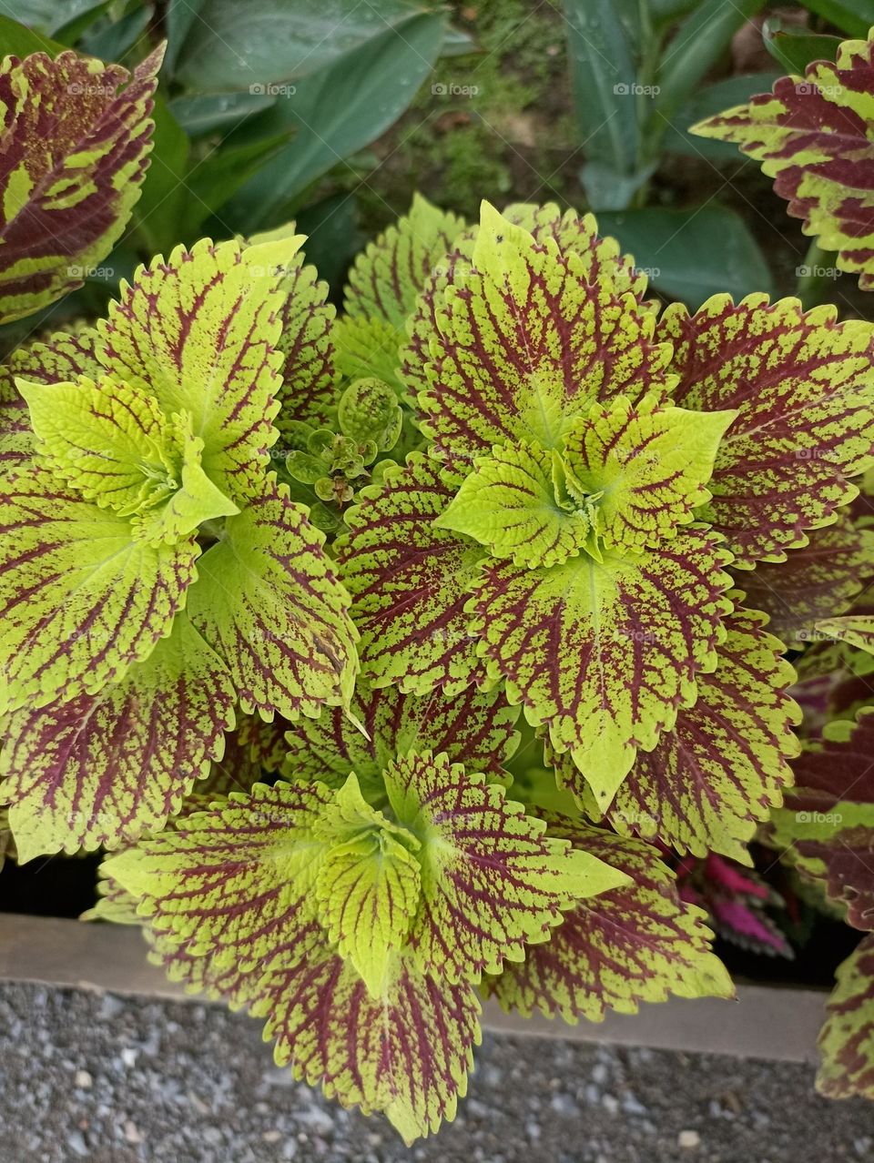 coleus plant green leaves with red colour