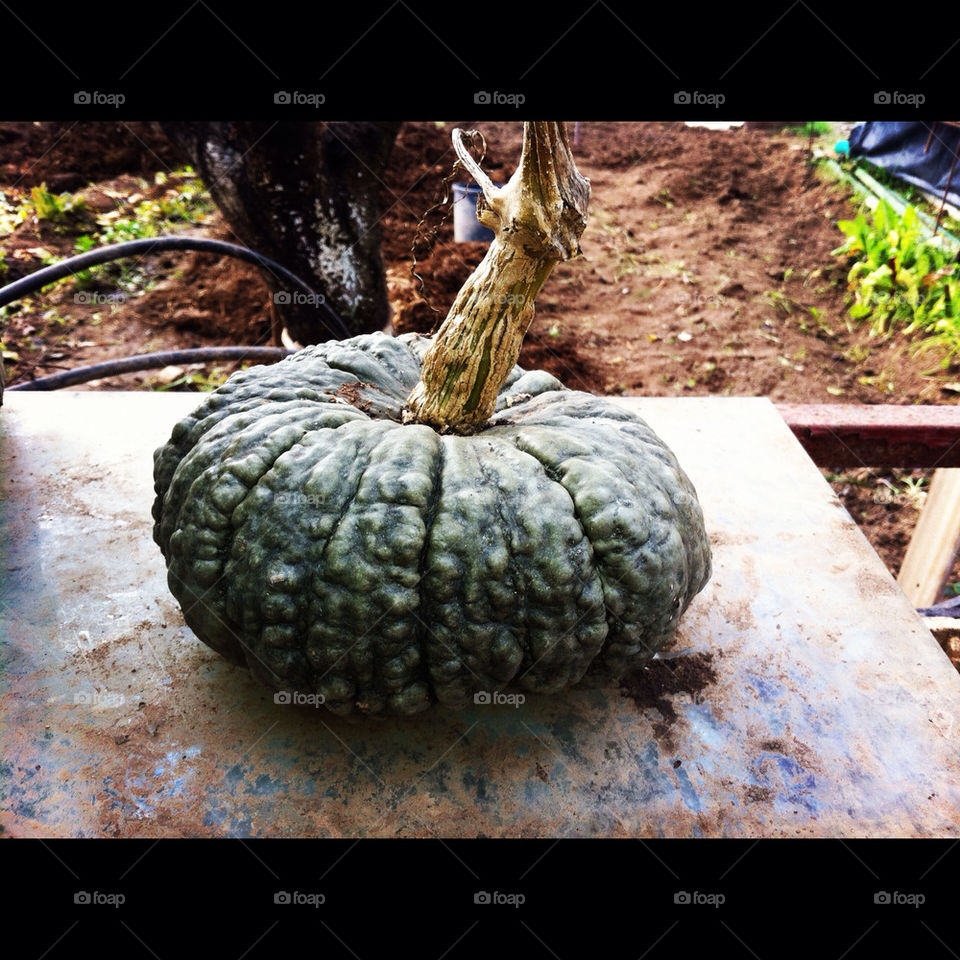 calabaza plumcake madrid by babysu