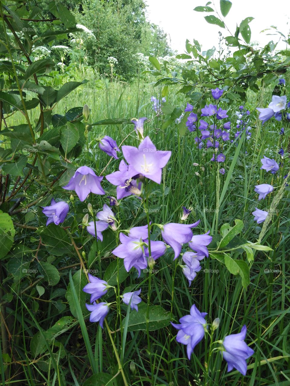 Летние цветы