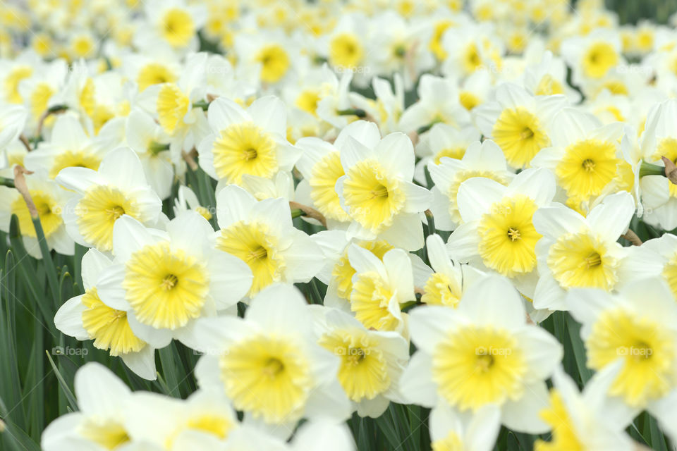 white yellow daffodil fullframe background. vintage effect.