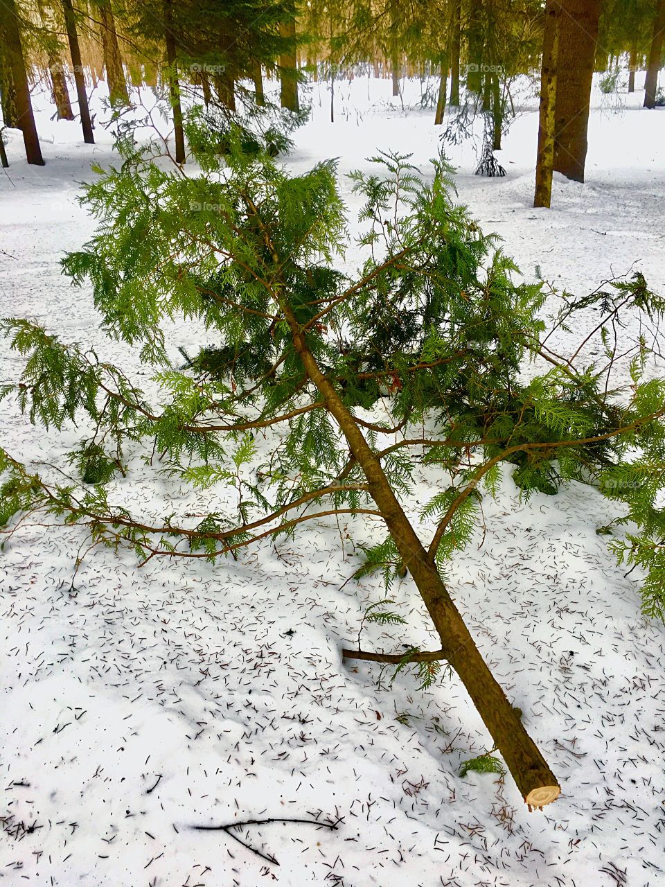 fir branch on the snow