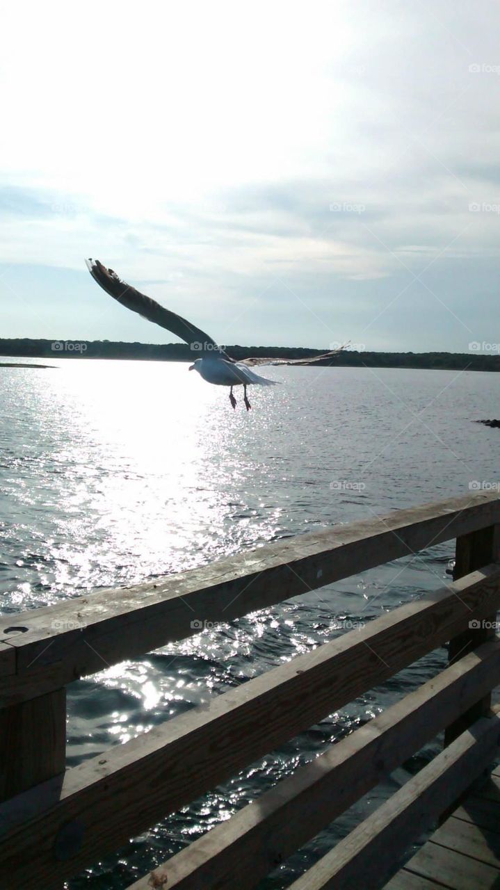 This photo represents a remarkable day in my life.  I would normally describe it as “one of the most remarkable days” in my life.  However, I realized it went beyond one day.  This seagull followed me for several hours; like it knew I needed a sign