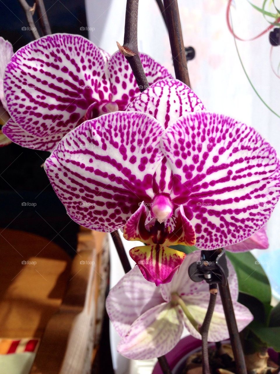 Orchid