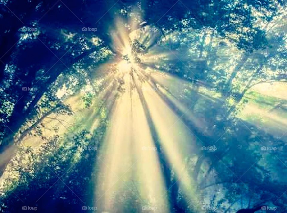Sunlight in forest