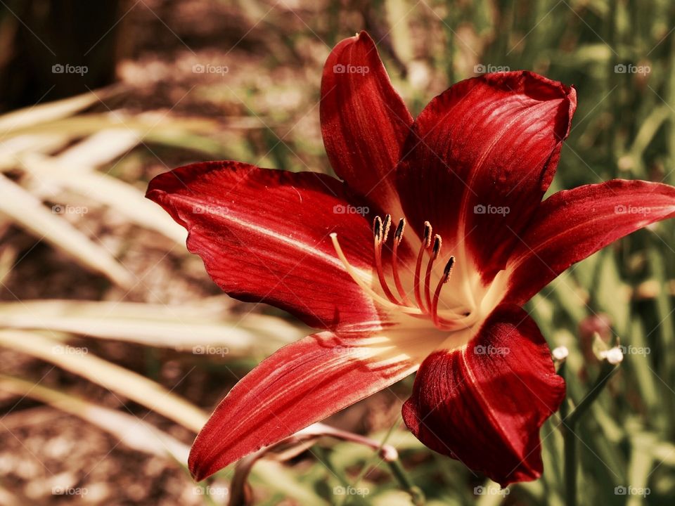 Flower, blooming, colors , nature 