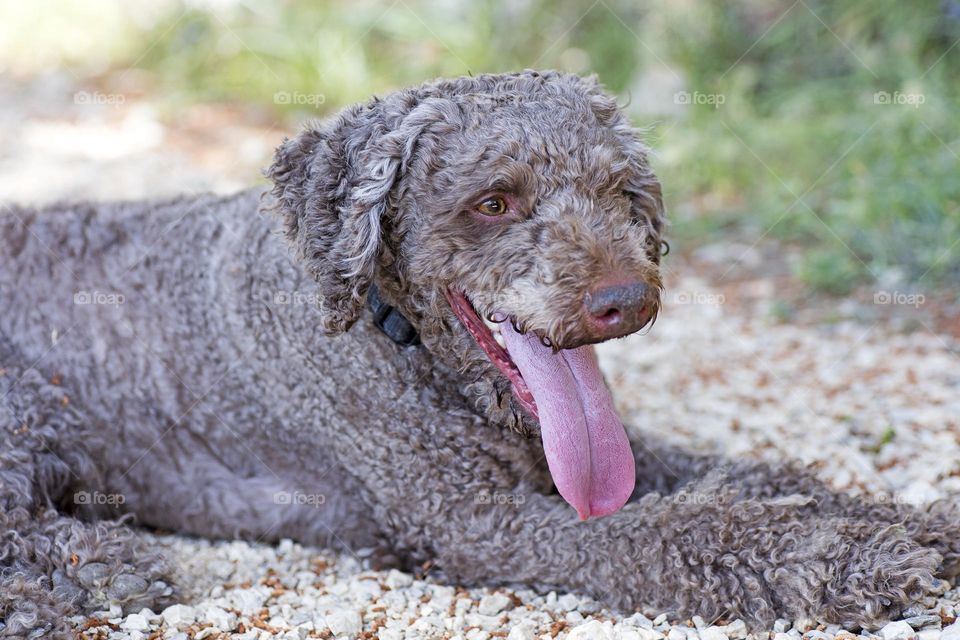 Lovely dogs friends in wildlife forest park close up shooting amazing nature therapy summer feeling traveling with pets