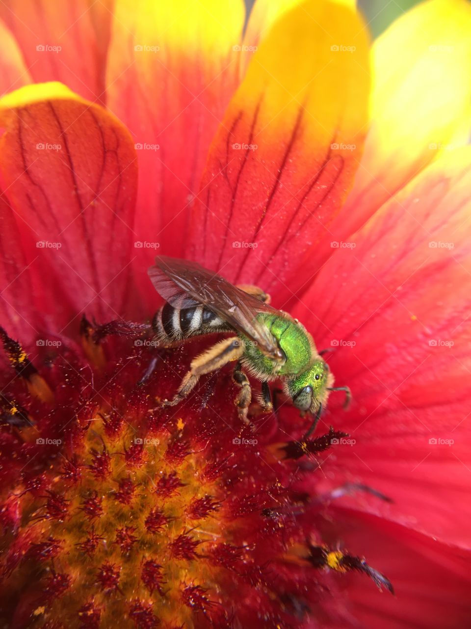 Green metallic bee