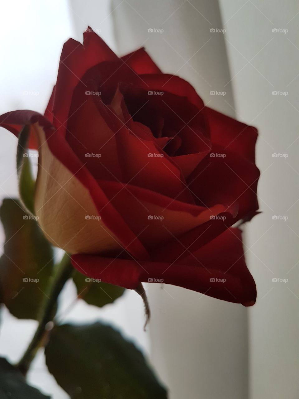 red rose