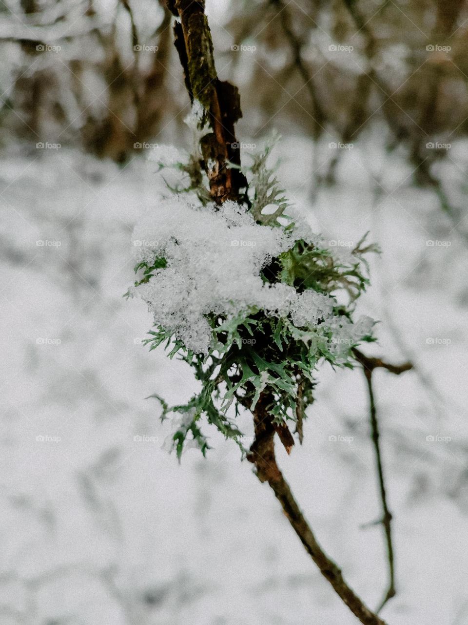 Green lichen on the tree branch, covered with snow in winter forest, nature details