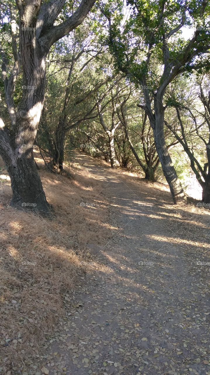 A Trail in The Hills