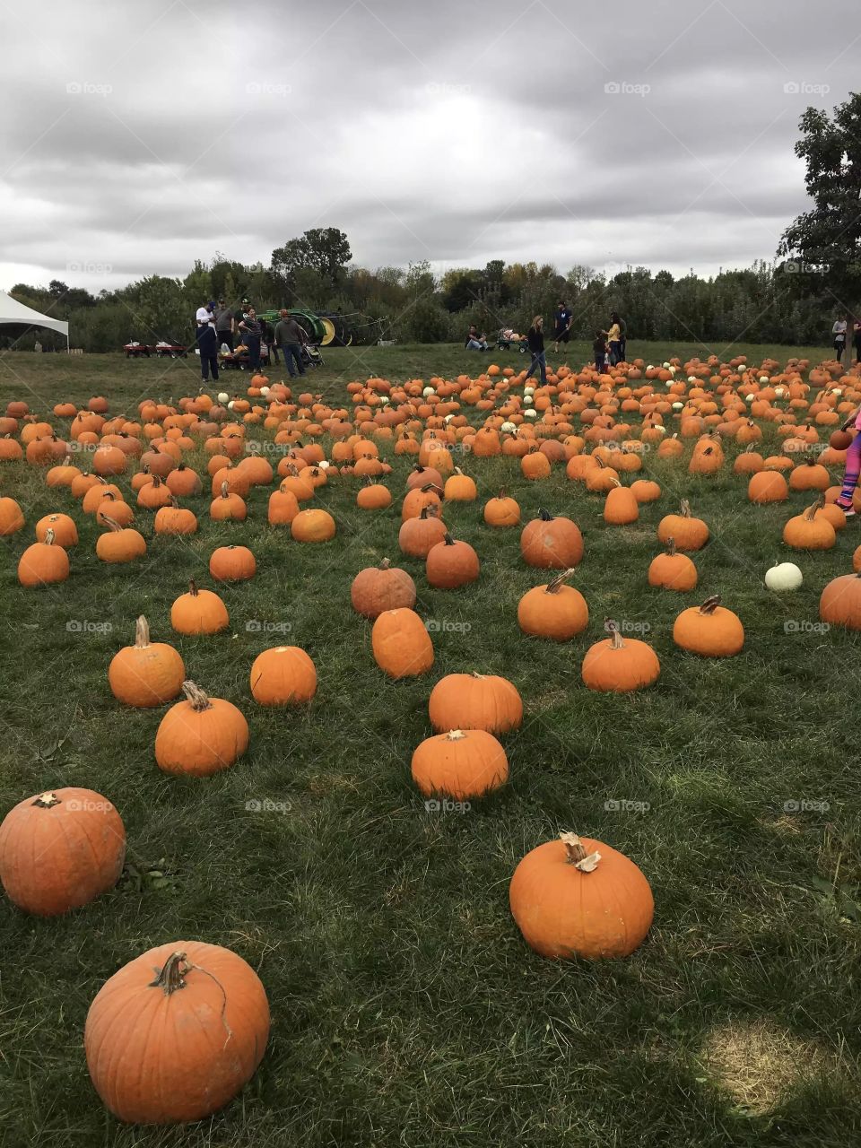 Pumpkin Field. Pumpkin Picking. White Pumpkin.