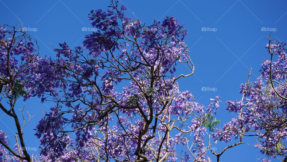 Jacaranda flowers