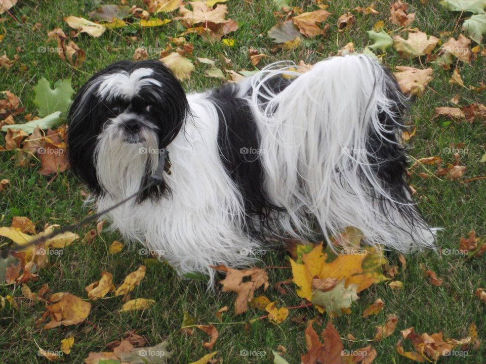 Dogs. Zoe in Autumn