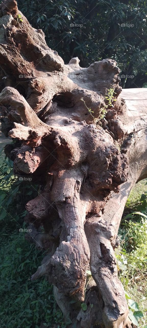 dried tree root