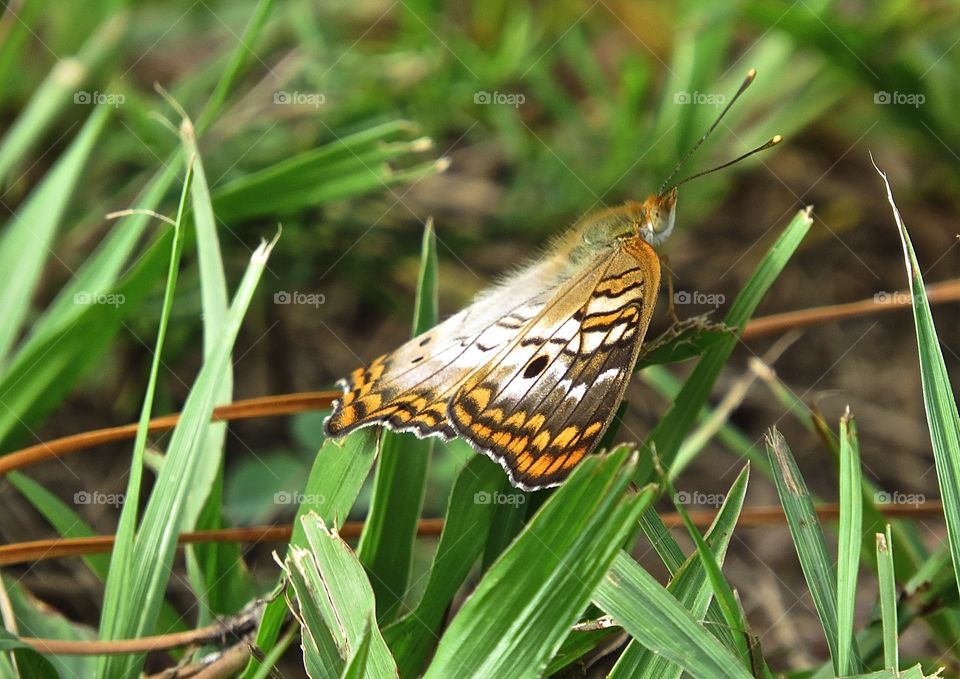 Butterflies fly away 