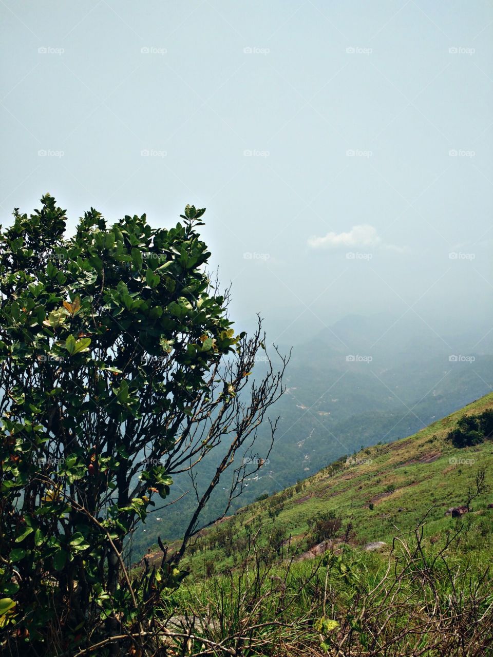 plants on landscape