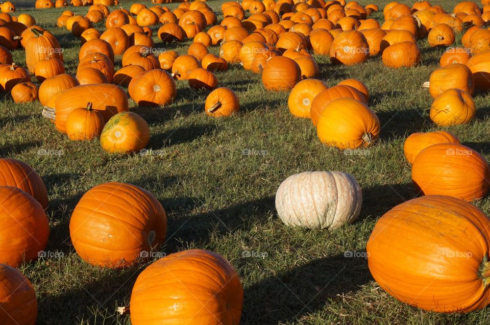 White pumpkin among the Orange. Photo taken at Pumpkin Patch on Owasso, OK