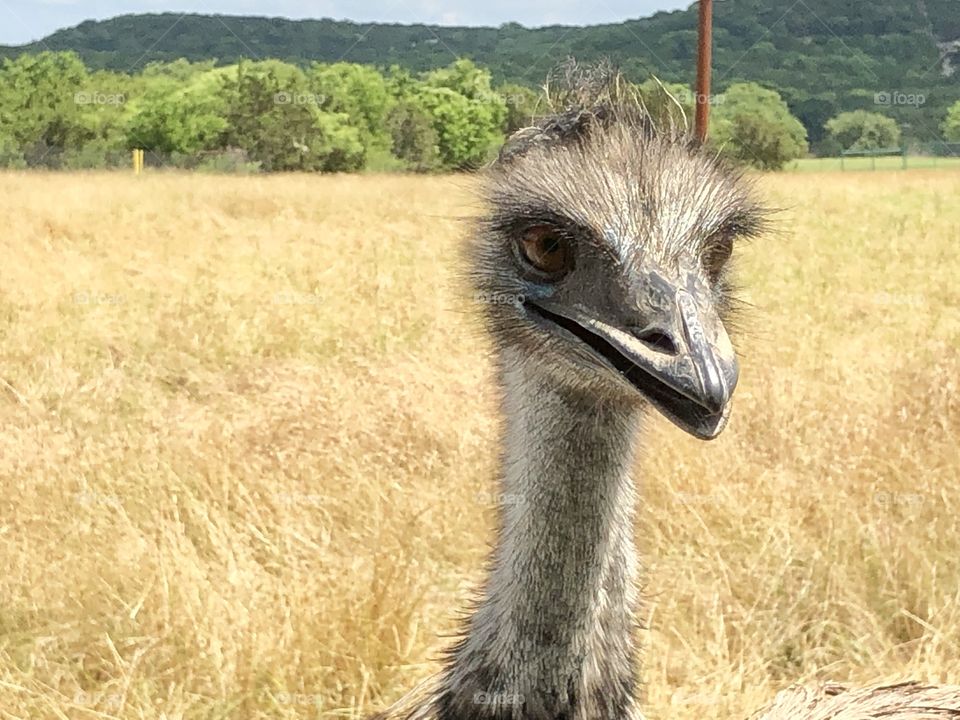 Introducing … the ever persistent for attention, Mr. Bean… the Emu 