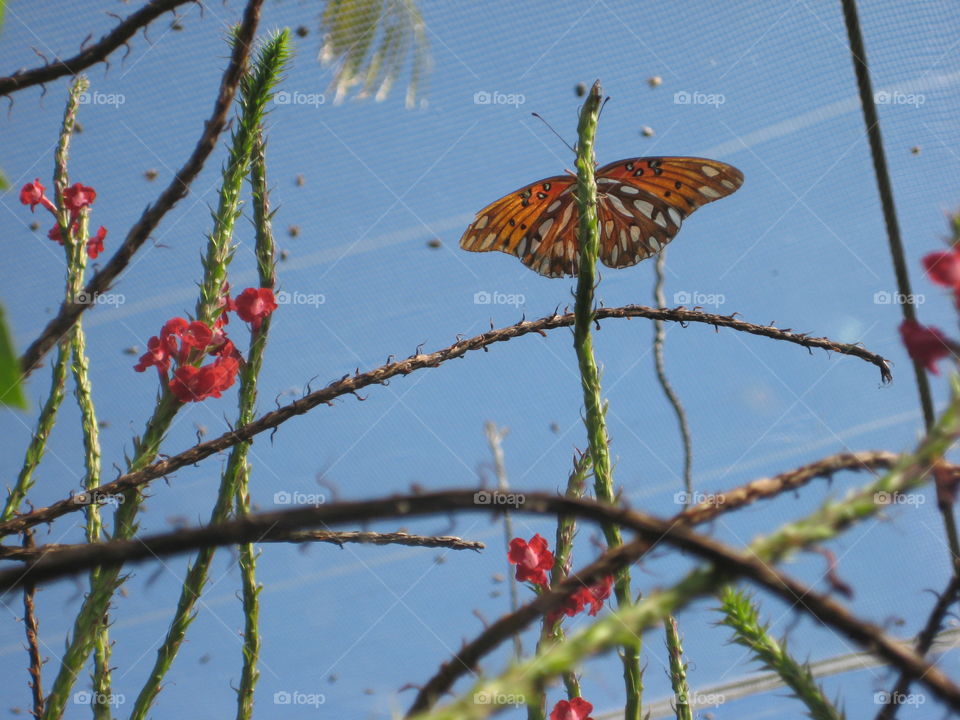 Butterfly. Mexico Butterfly