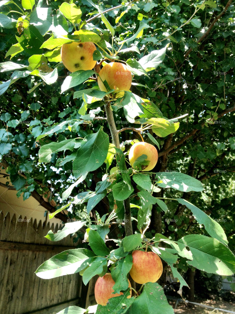 garden yellow tree plant by vickikl3