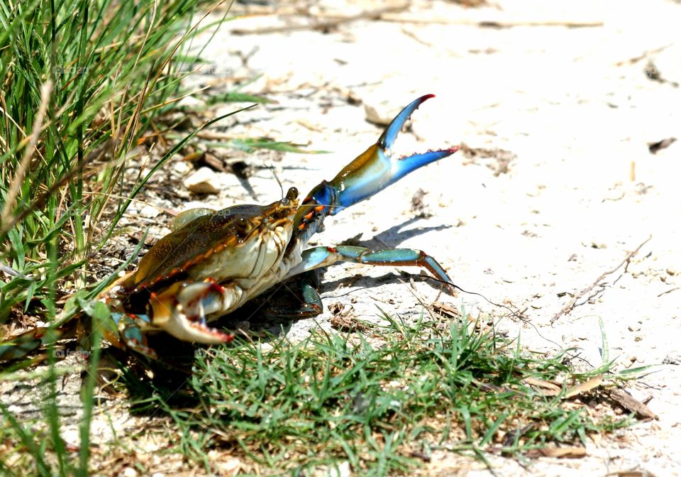 Blue crab out of water at Anahuac Wildlife Refuge in Texas