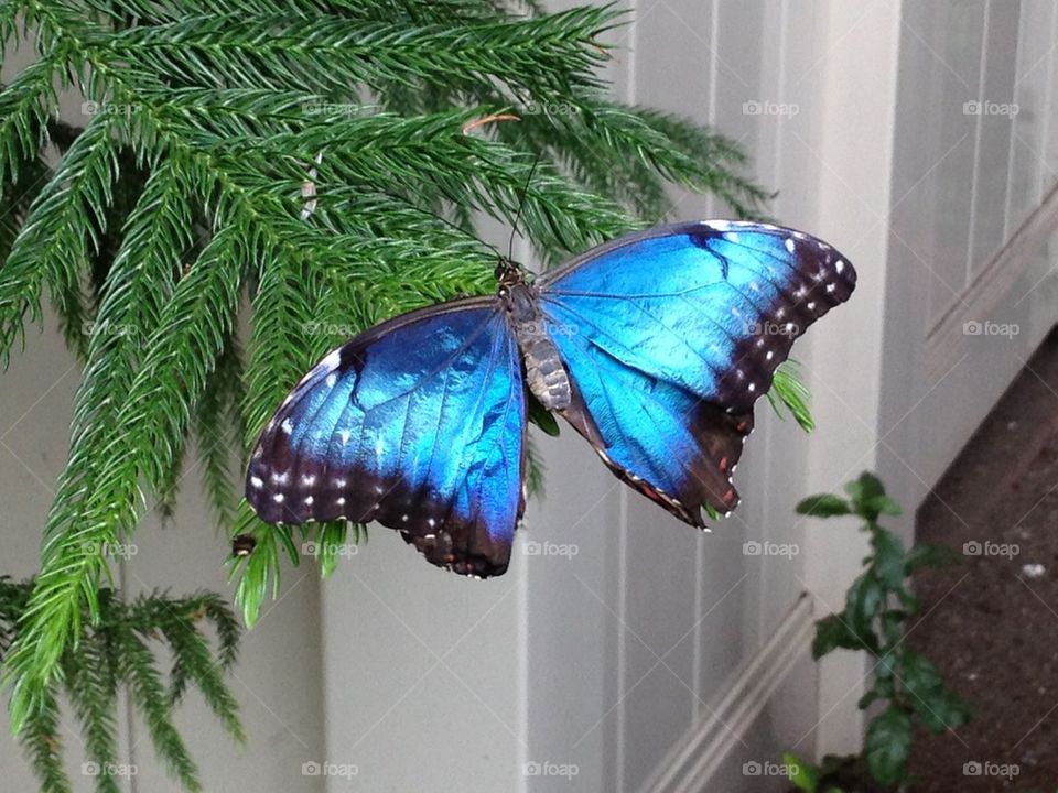 Metallic butterfly
