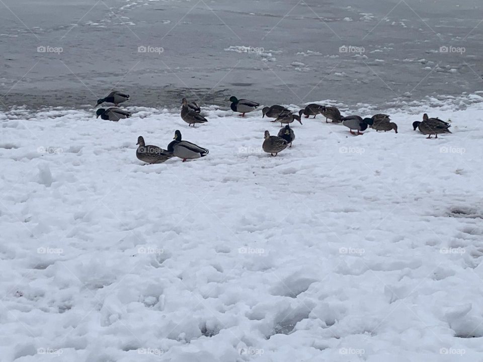 Mallard Ducks puttering about on the beach by the frozen lake on a cold, snowy winter day