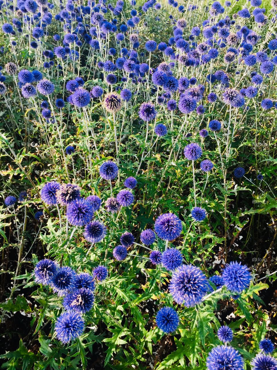 Echinops 