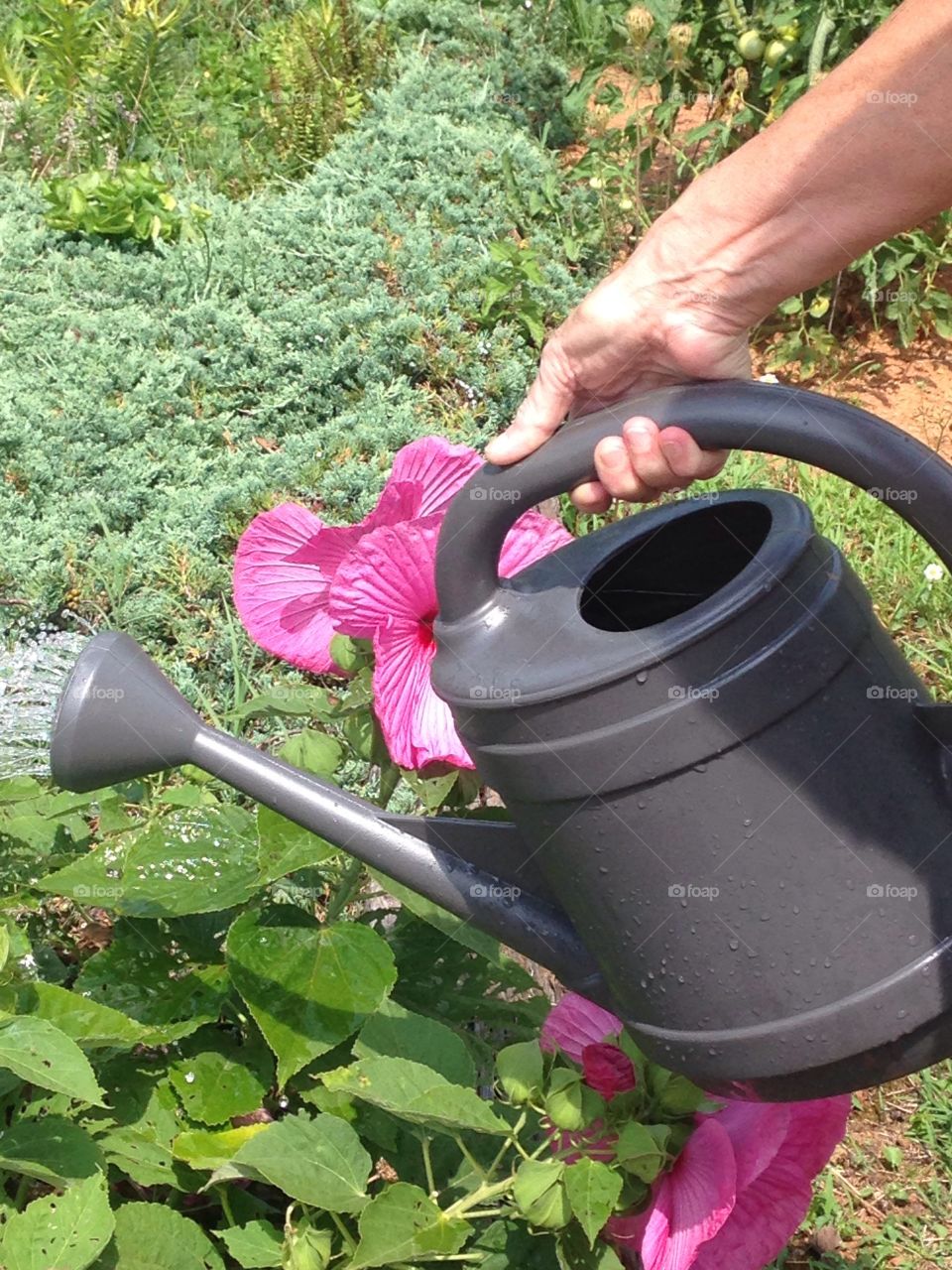 Watering the beautiful hibiscus 