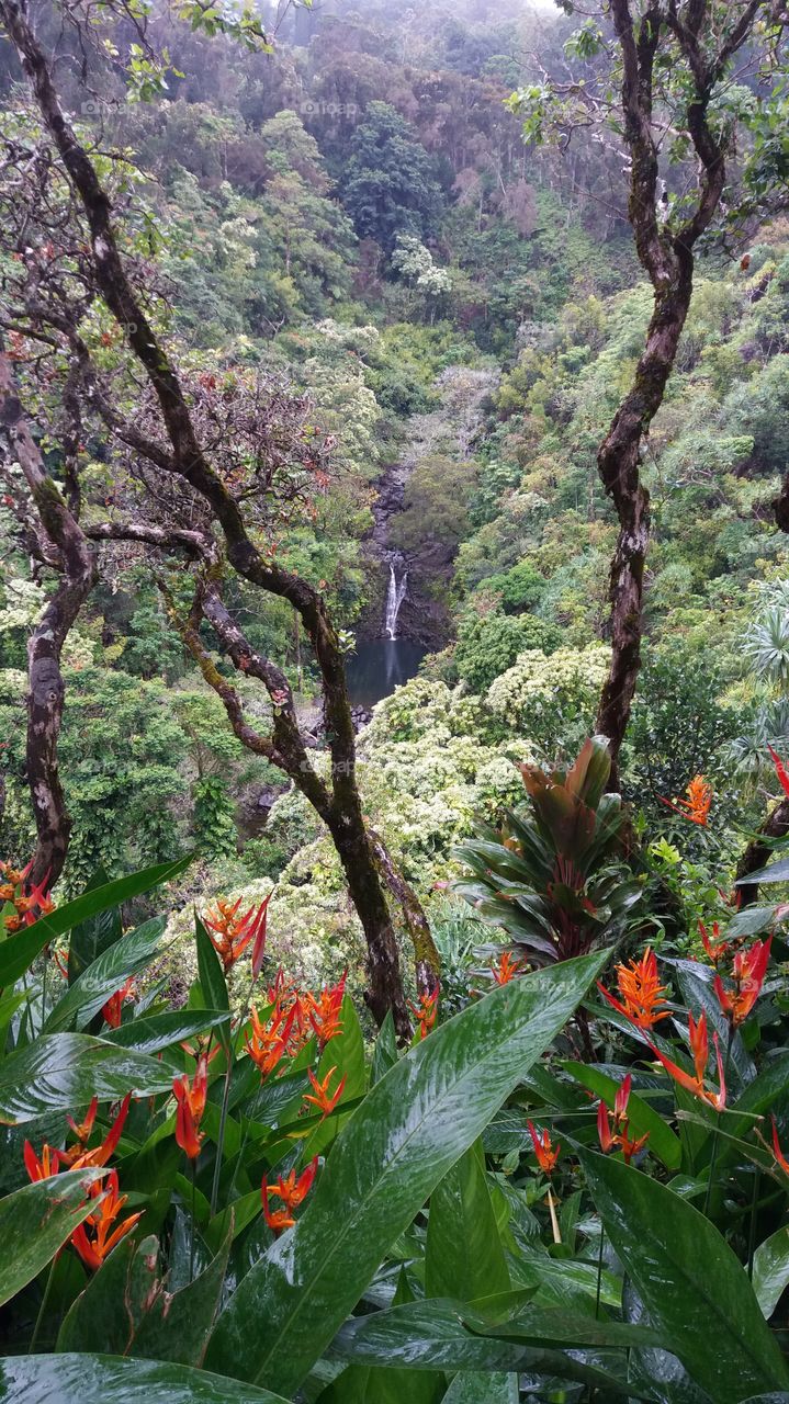 Hawaii - Garden of Eden