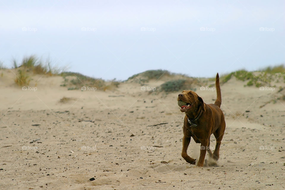 beach outdoors play motion by hlehnerer