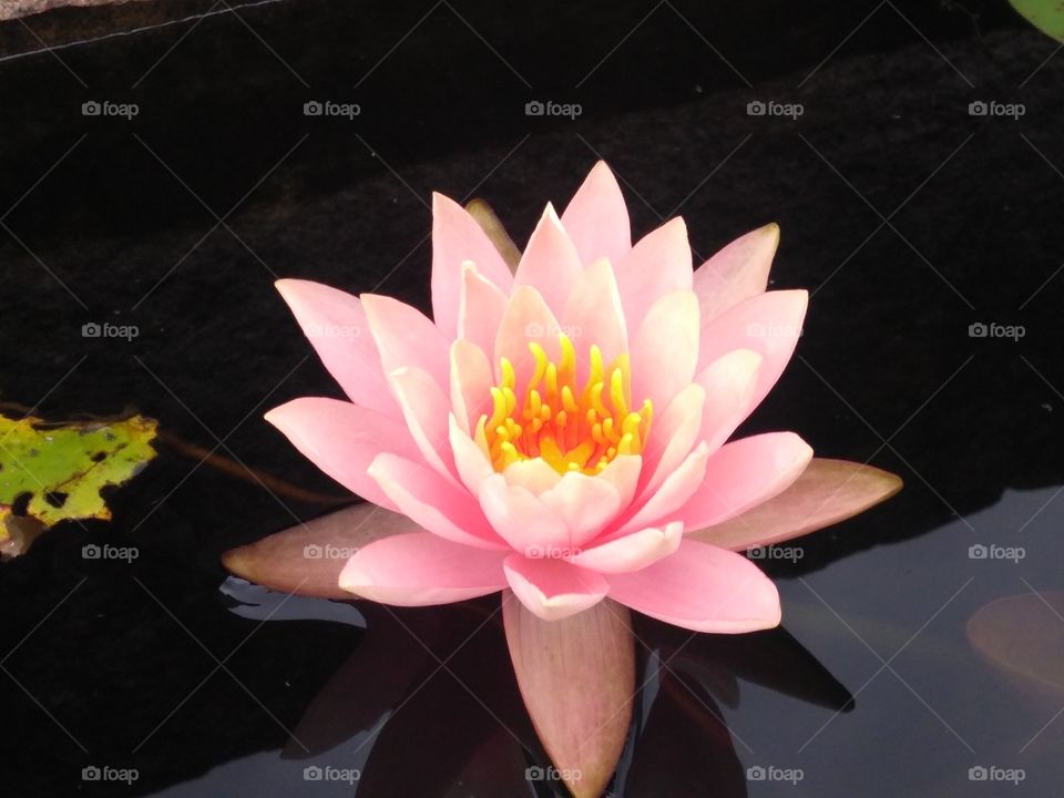 Water lily