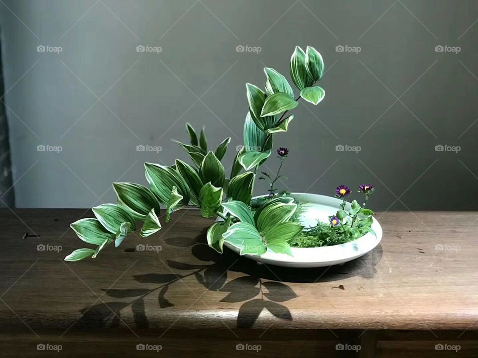 Plants