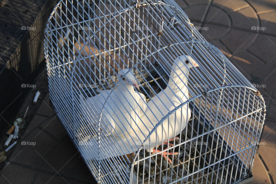 Белые свадебные голуби
